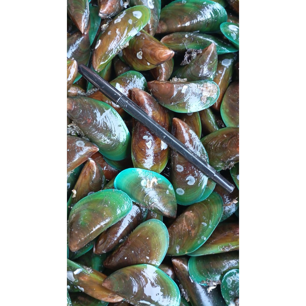 

Kerang Hijau Hidup Fresh Perkilogram