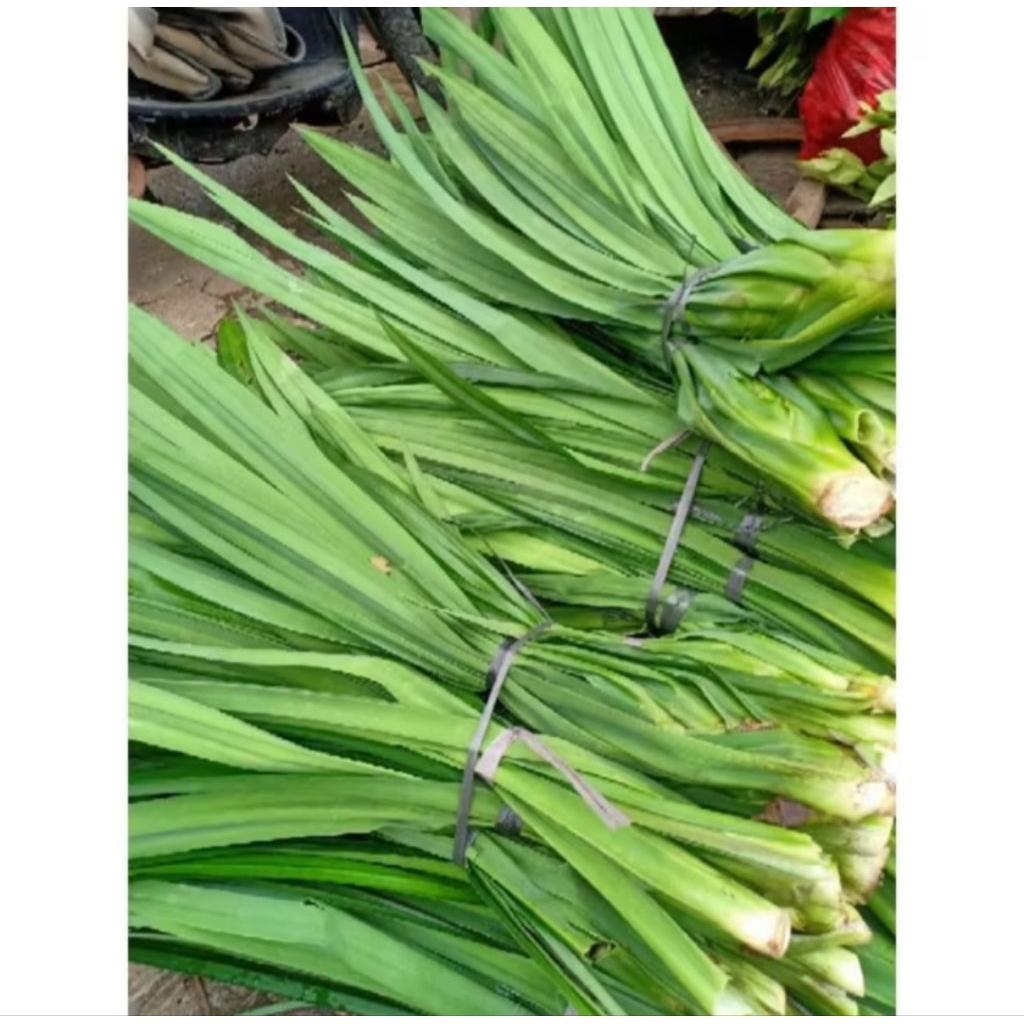 

Daun pandan segar Redi 500GR