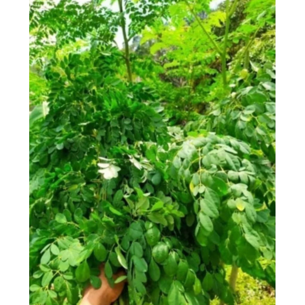 

daun kelor segar 1 ikat