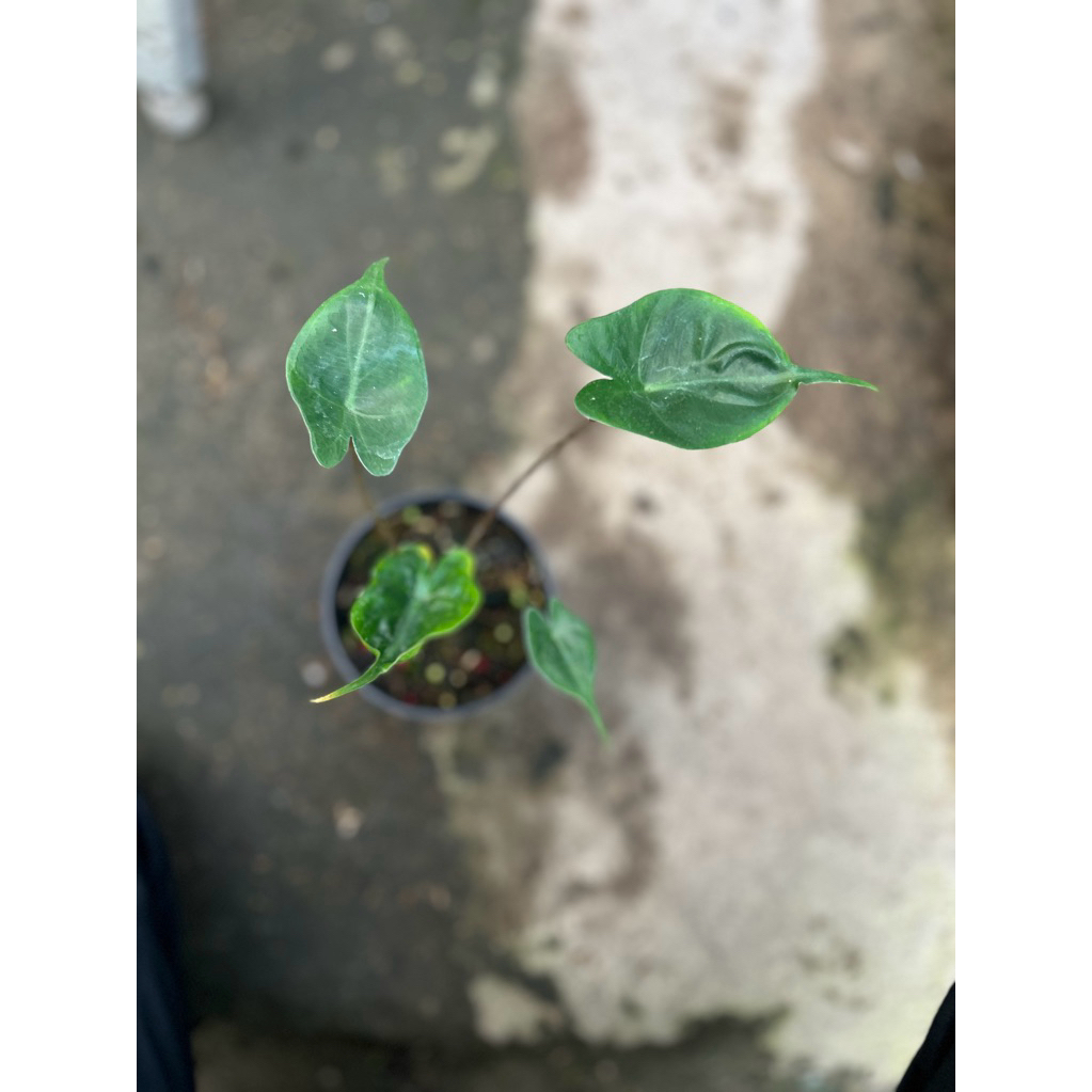Alocasia Stingray Real Pict