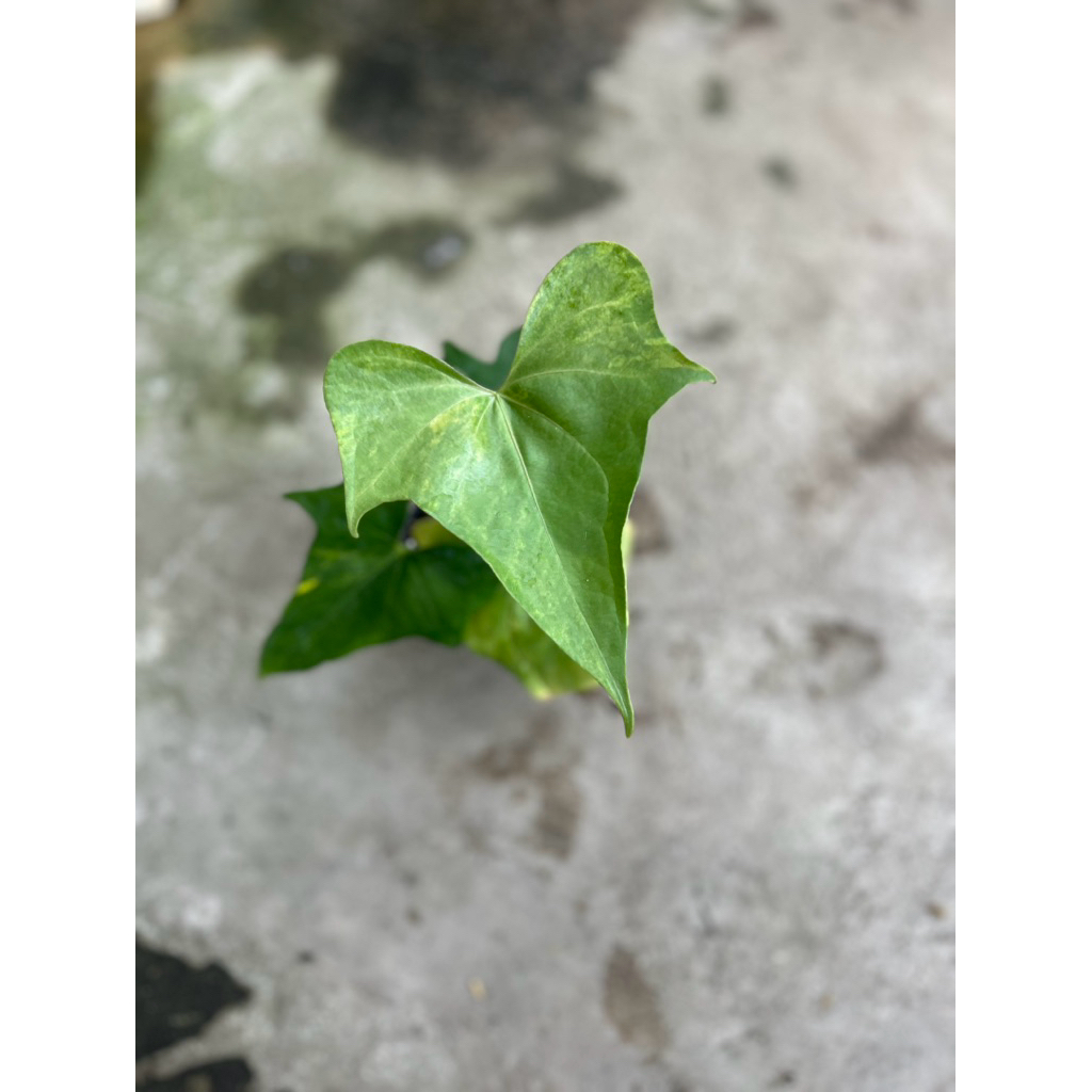 anthurium pterodactyl varigata real pict