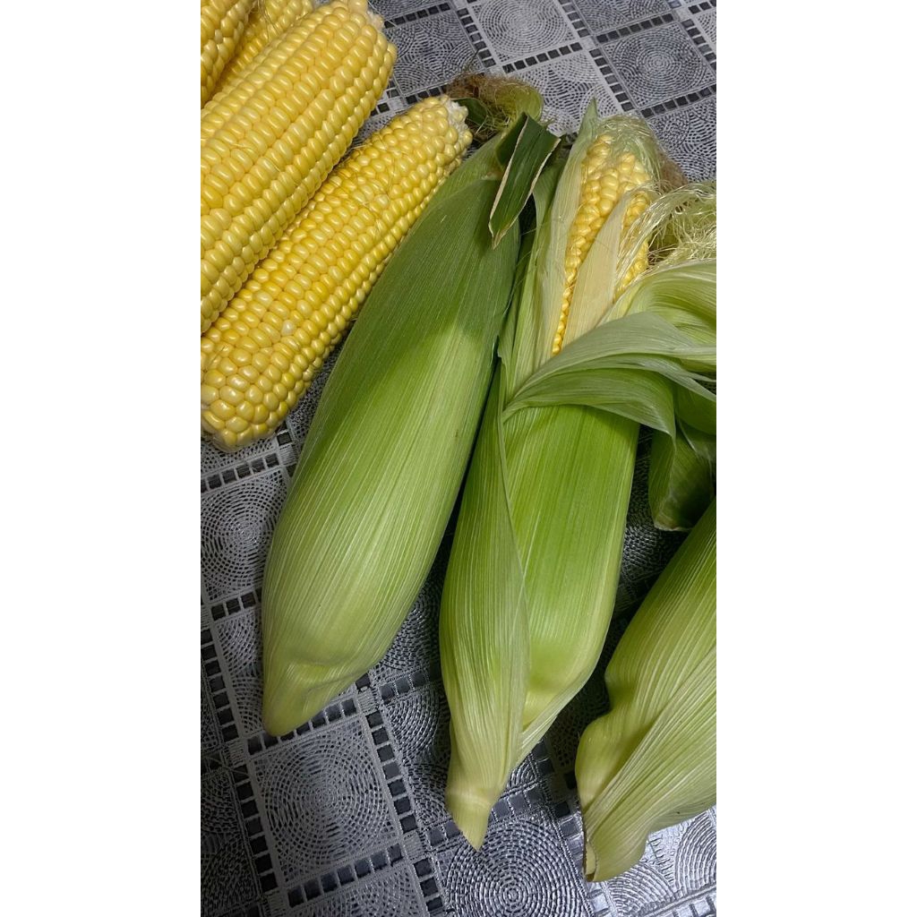 

Jagung manis segar petik dadakan ketika orderan masuk size 1kg