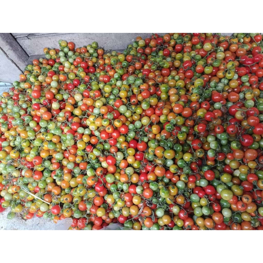 

rampay Lampung segar kualitas terbaik 100 gram