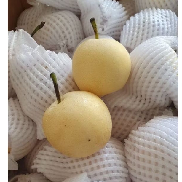 

Pear Century Premium 1kg/Buah Import Segar/Buah Pir