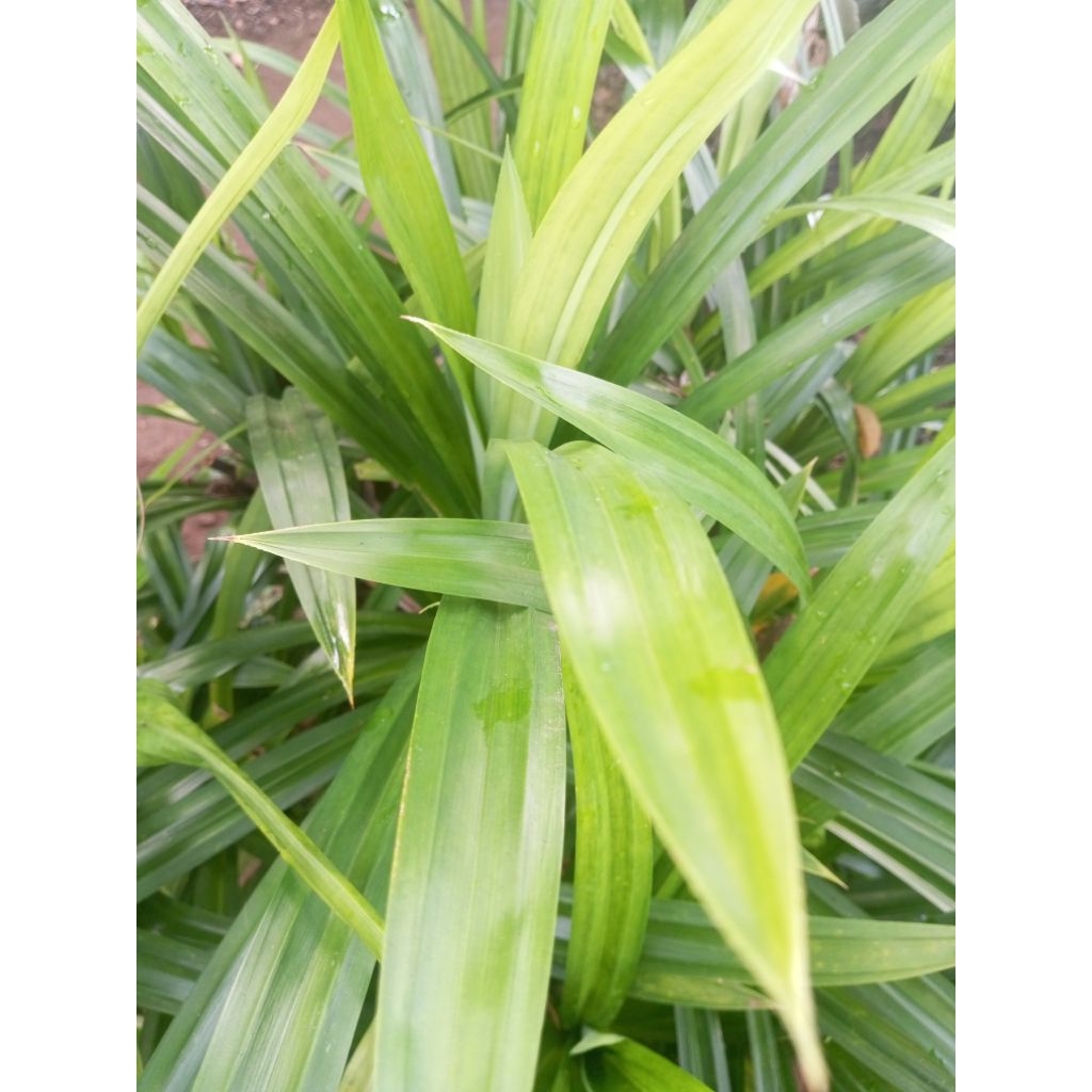 

DaunPandanSegarDaunSuji