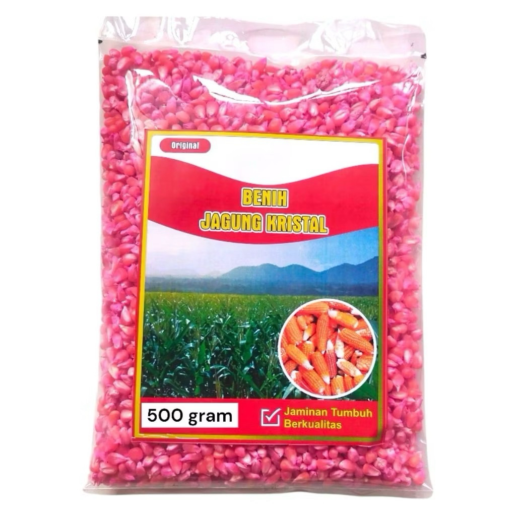 

BENIH JAGUNG KRISTAL/UNYIL (500g)SIAP TANAM