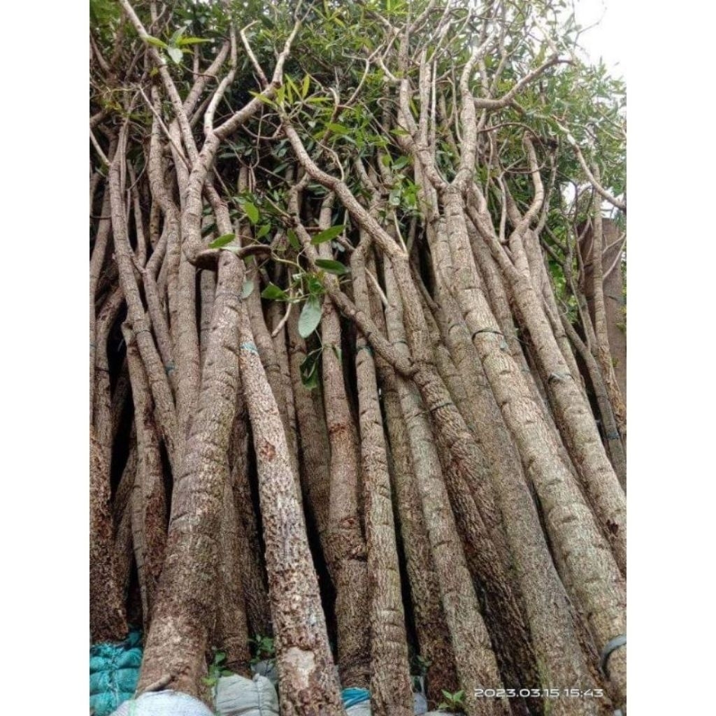 Pohon Tabebuya Super Besar Tinggi 3-4Meter Bunga Kuning