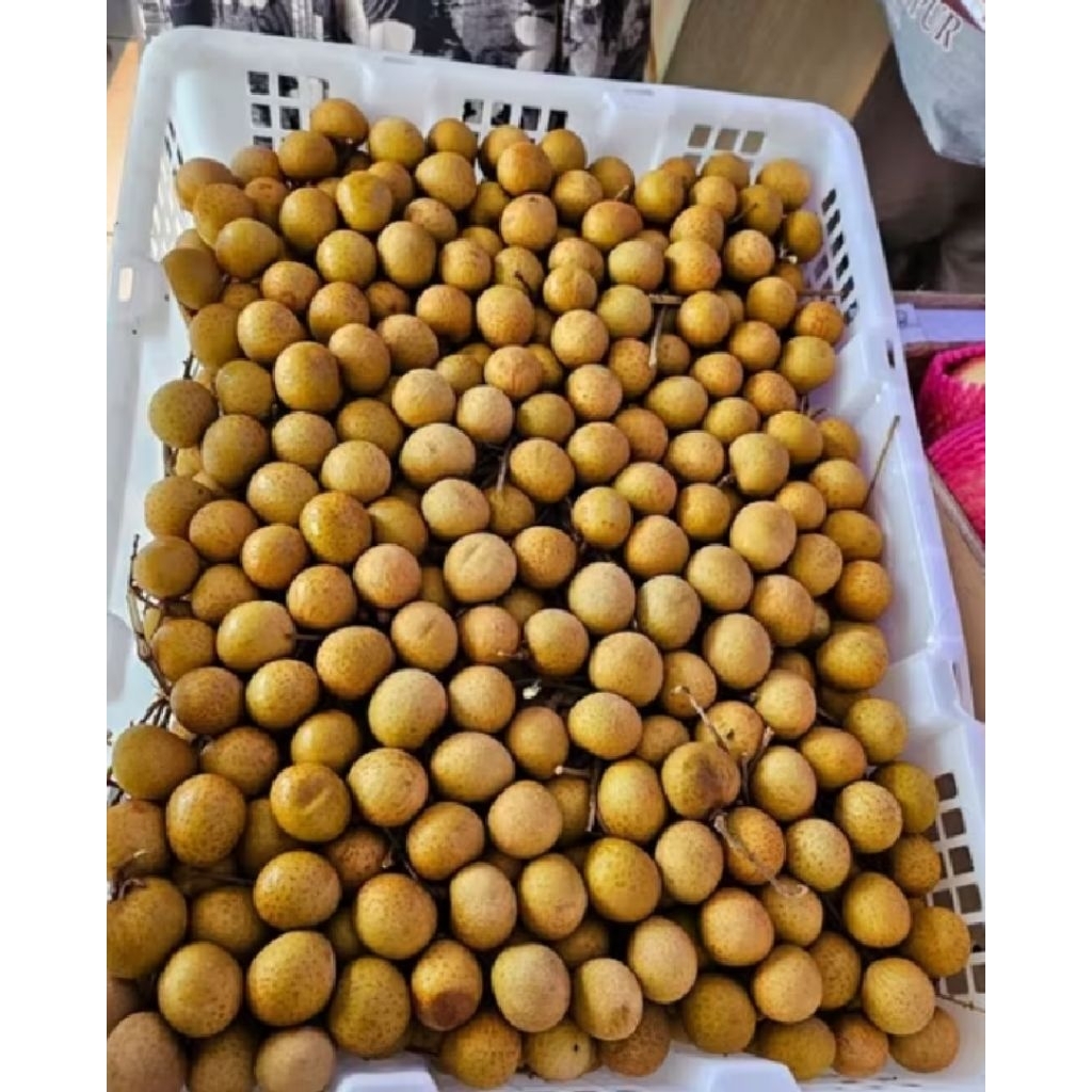 

Kelengkeng klengkeng emas Thailand 1kg