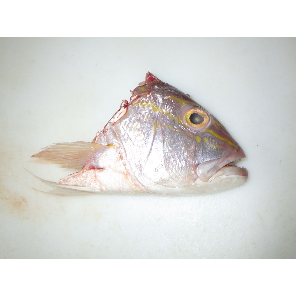 

Kepala ikan kurisi (keluarga kakap) harga per 1kg