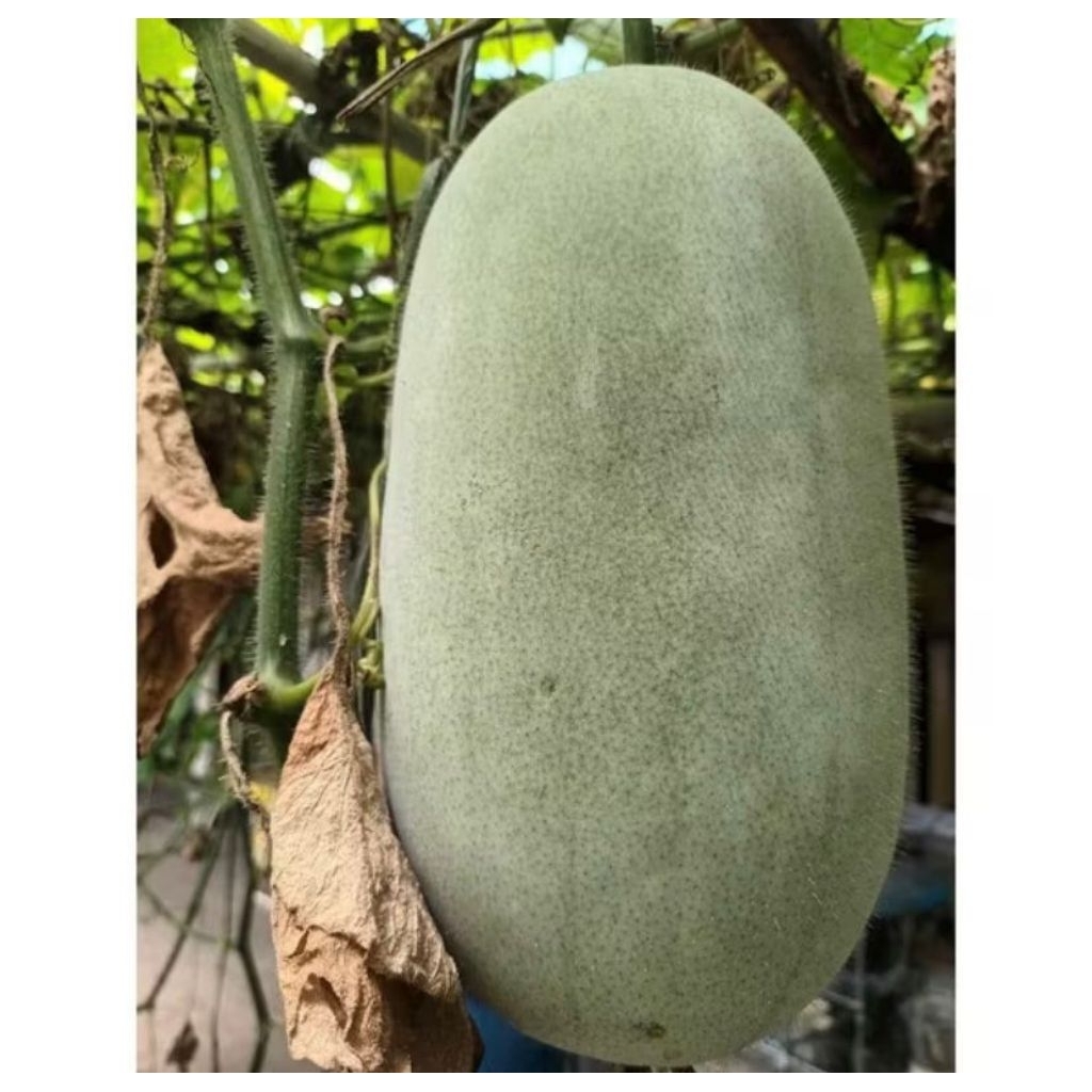 

￼Bligo / Buah Kundur / Blonceng berat 3- 3,3 kg