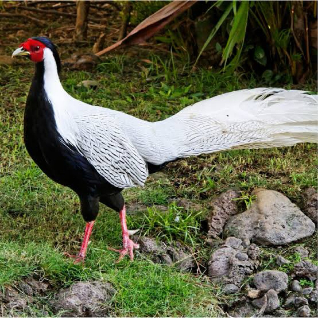 

TELUR FERTIL AYAM SILVER PHEASENT UNTUK DI TETASKAN