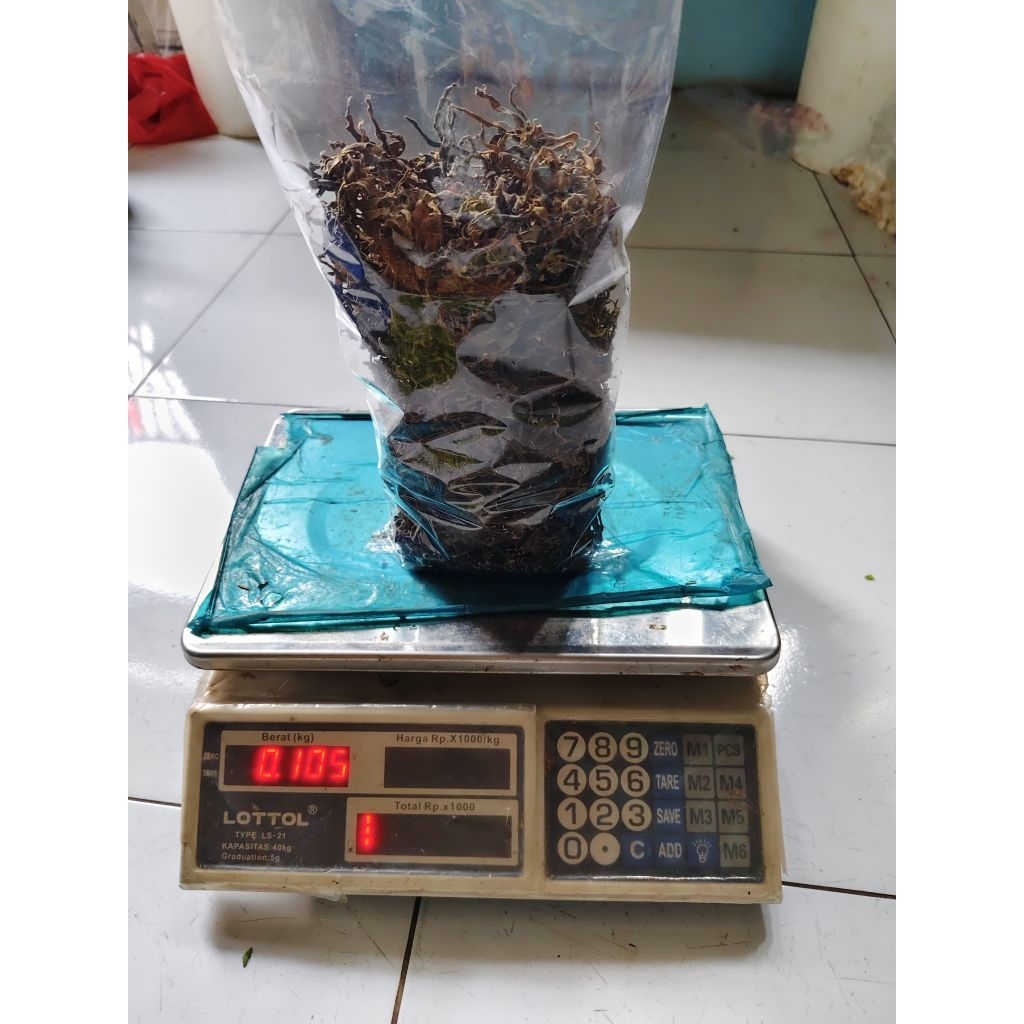 

Bunga Kenanga kering isi 100gram