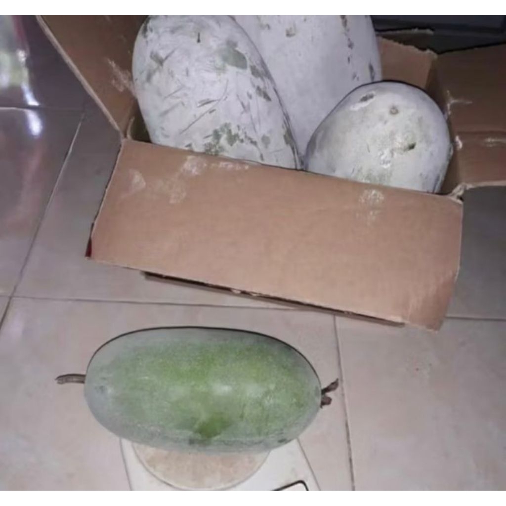 

￼buah bligo tua super besar 3-3,8kg