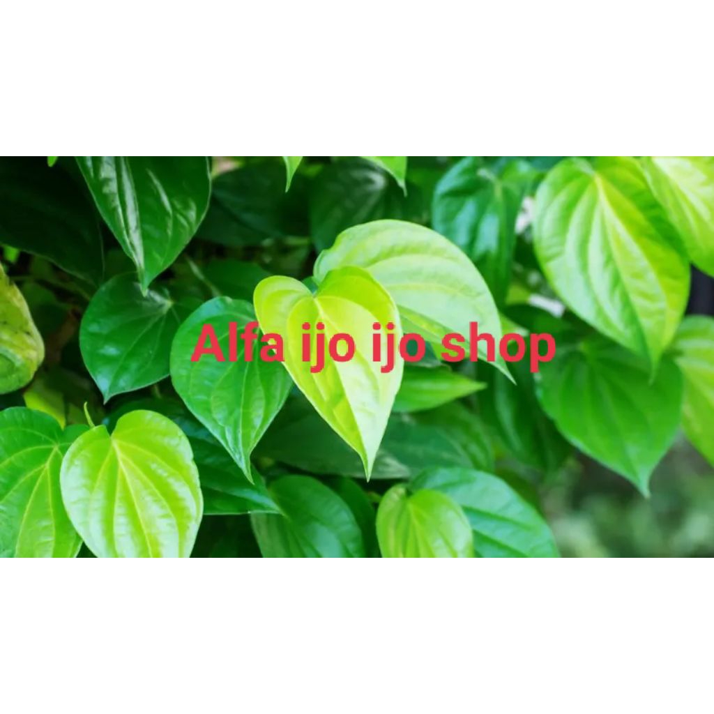 

obat herbal daun sirih untuk pengobatan 1 ikat