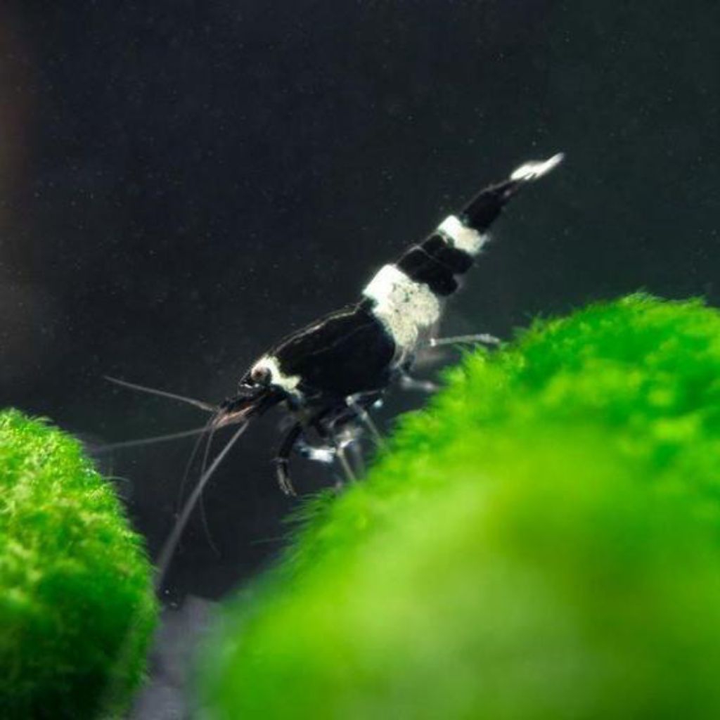 

UDANG BLACK BEE SHRIMP(udang hias)