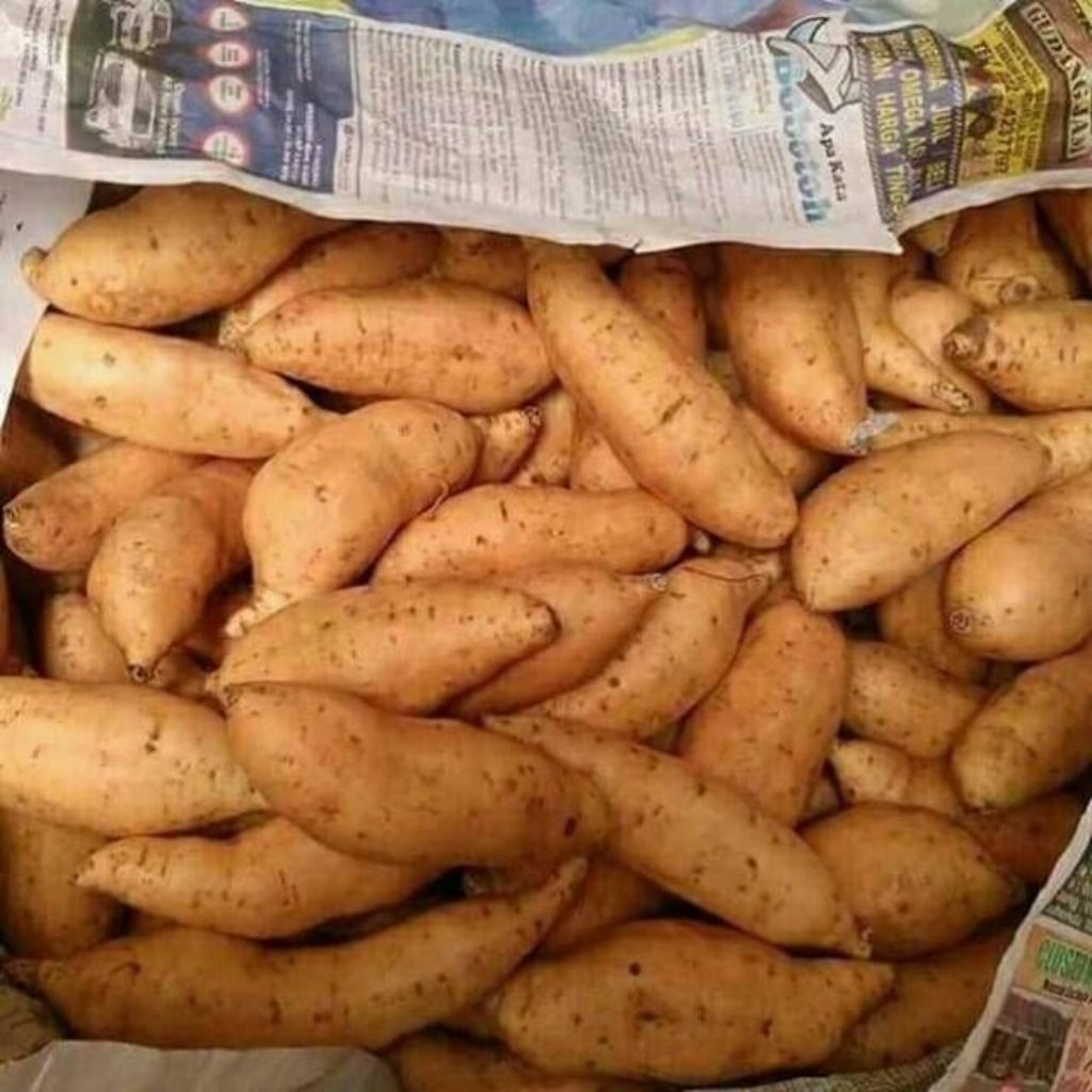 

UBI CILEMBU MADU GRADE A SUPER ( BESAR ) 100% PEDO / 1Kg