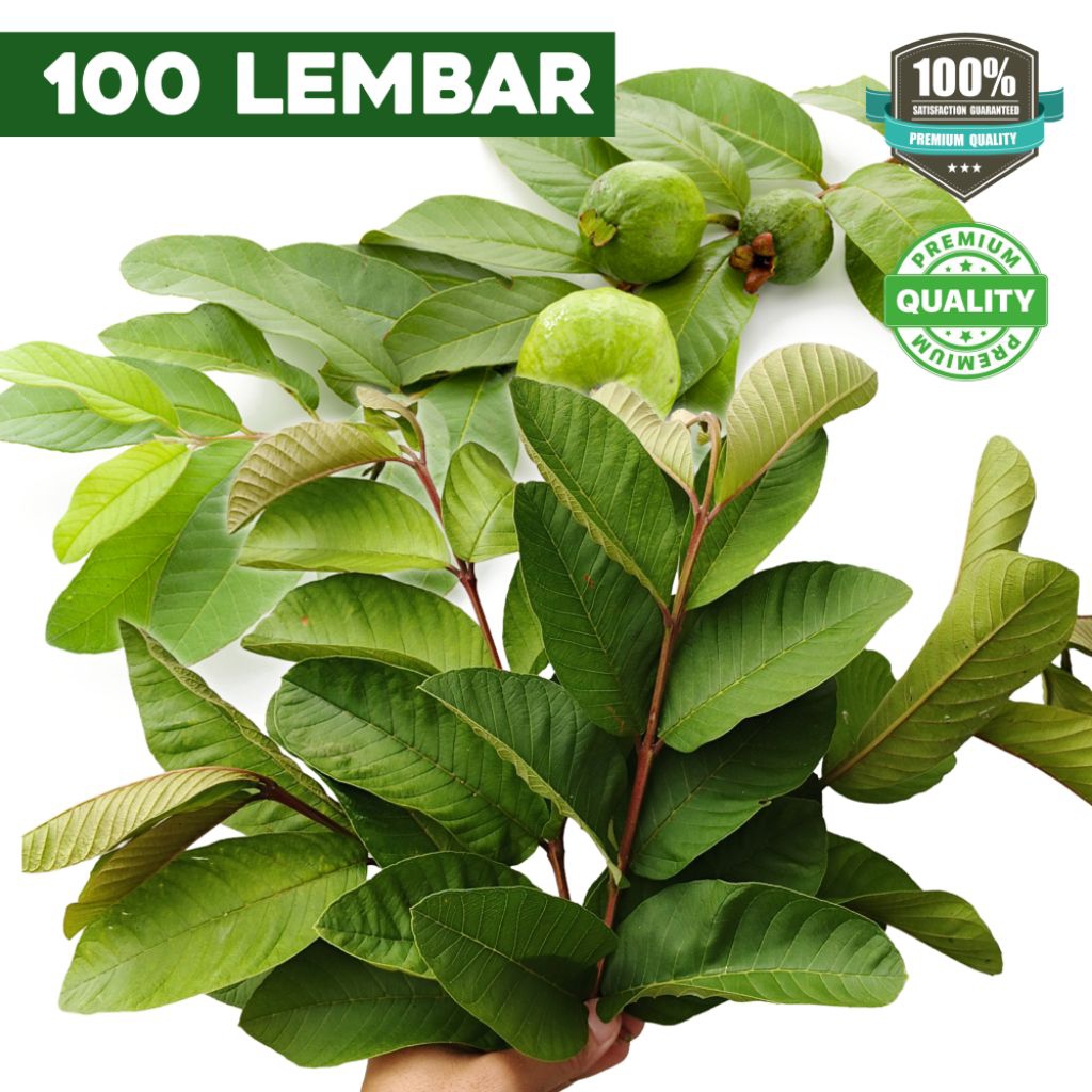 

Daun Jambu Klutuk - Daun Jambu Biji per 100 Lembar