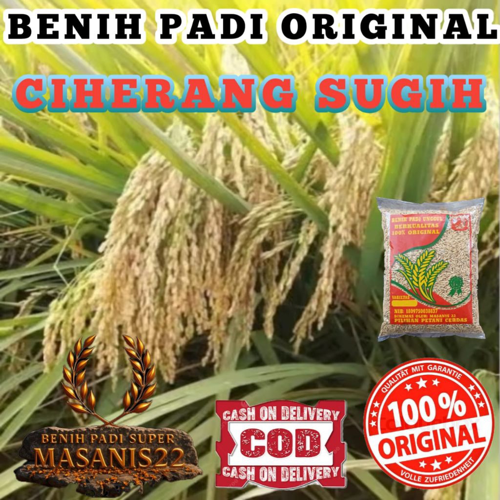 BENIH PADI CIHERANG SUGIH ORIGINAL KEMASAN 1KG