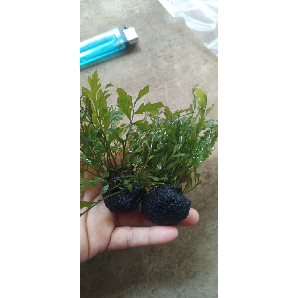 bolbitis tanaman aquascape