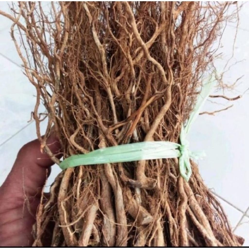 

100 gram akar kayu senggani untuk aquascafe