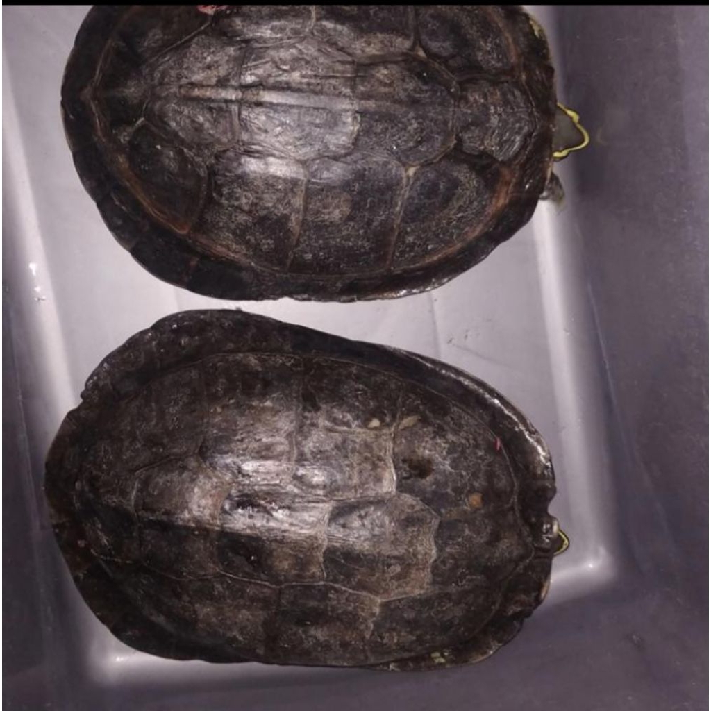 indukan kura kura ambon