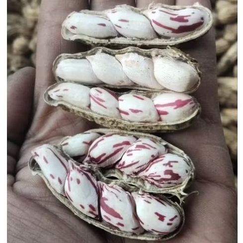 

PAKET SELLER KACANG MADU LURIK BATIK SUPER FULL TUA 10 KG