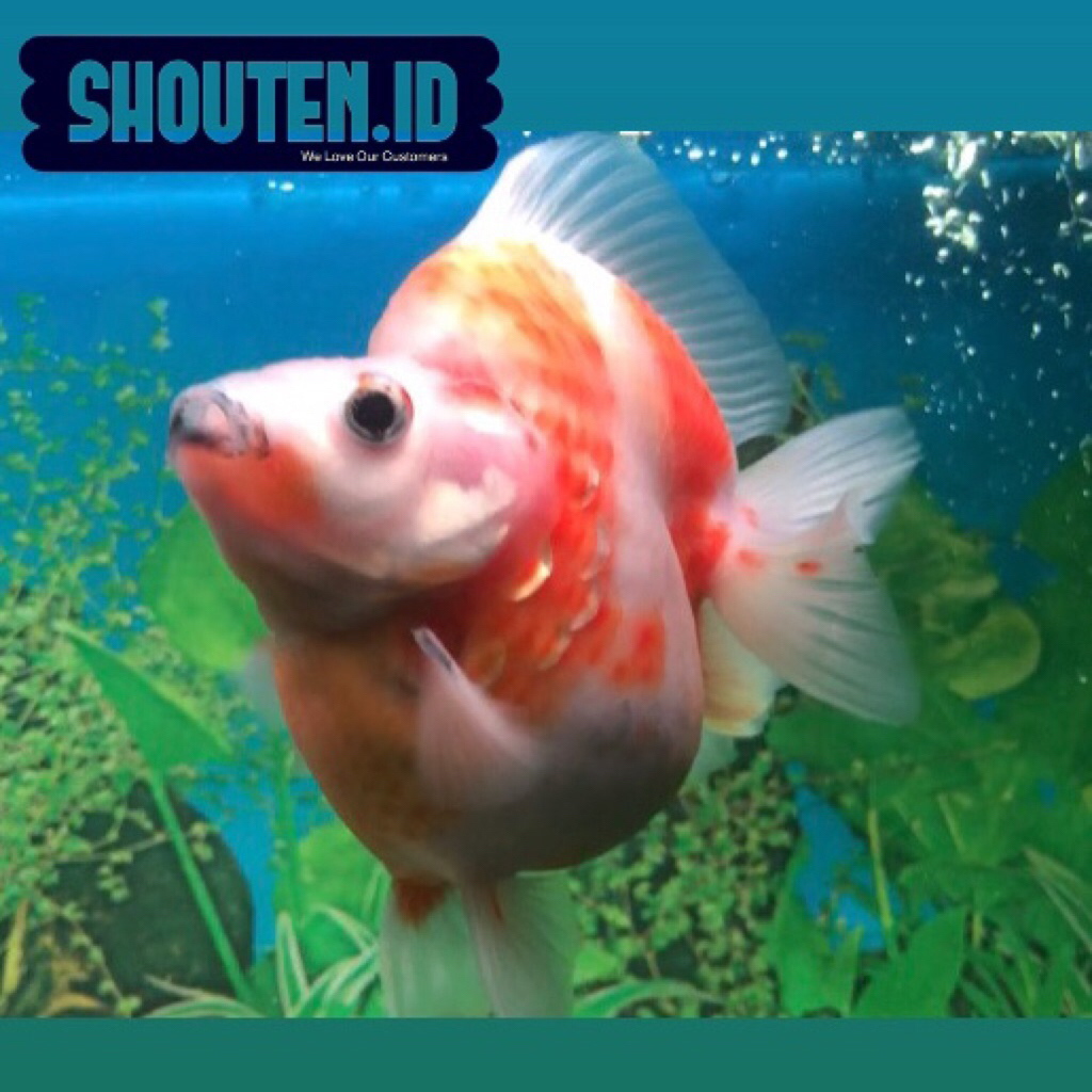 Ikan Mas Koki Ryukin Red White Size ± 13-14Cm