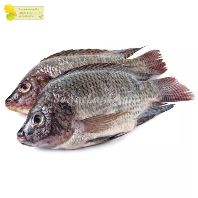 

Ikan Mujair Segar 1Kg Ikan Mujair Utuh Ikan Jaer Segar Konsumsi Tilapia Fish