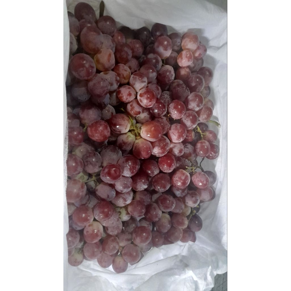 

anggur merah fresh manis