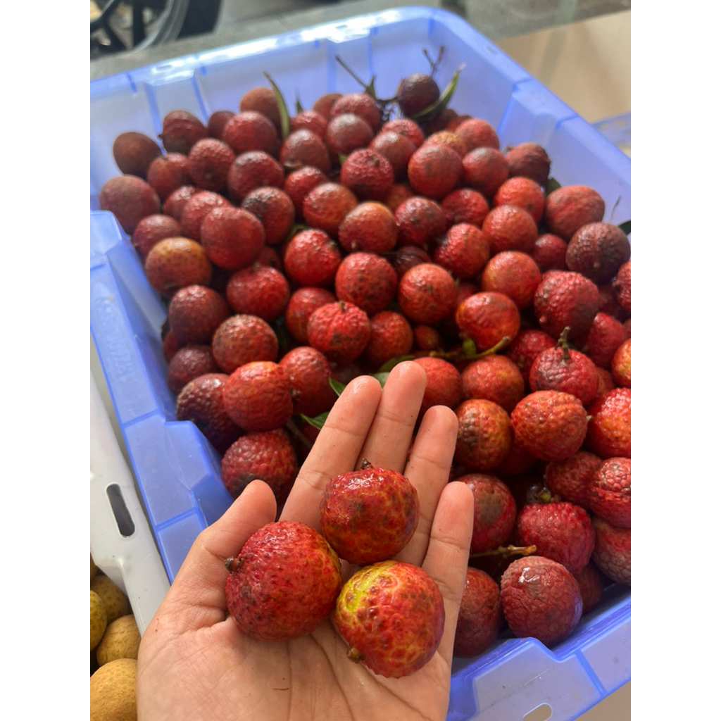 

Leci merah jumbo manis (khusus pembelian JAWA TIMUR, yaitu Malang raya-Batu, dan sekitarnya)