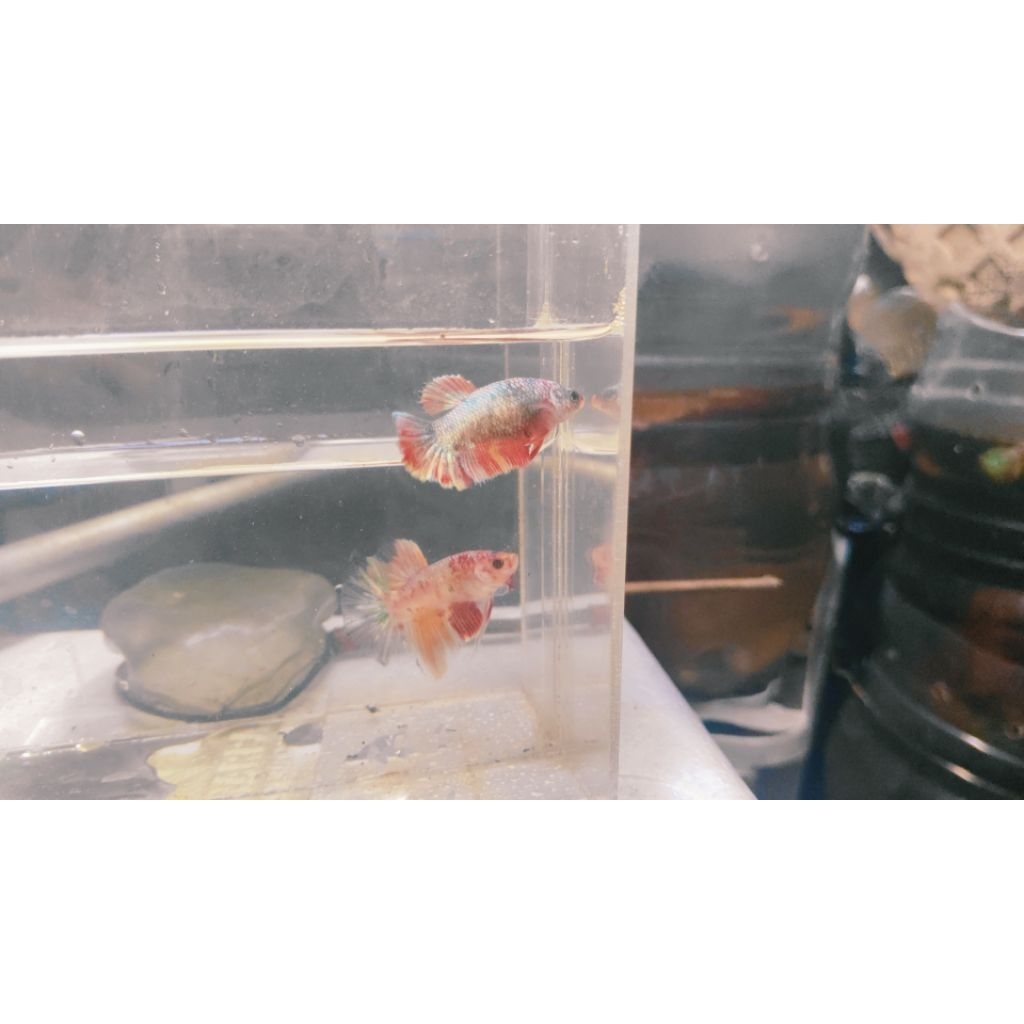 Female HMPK NEMO COOPER