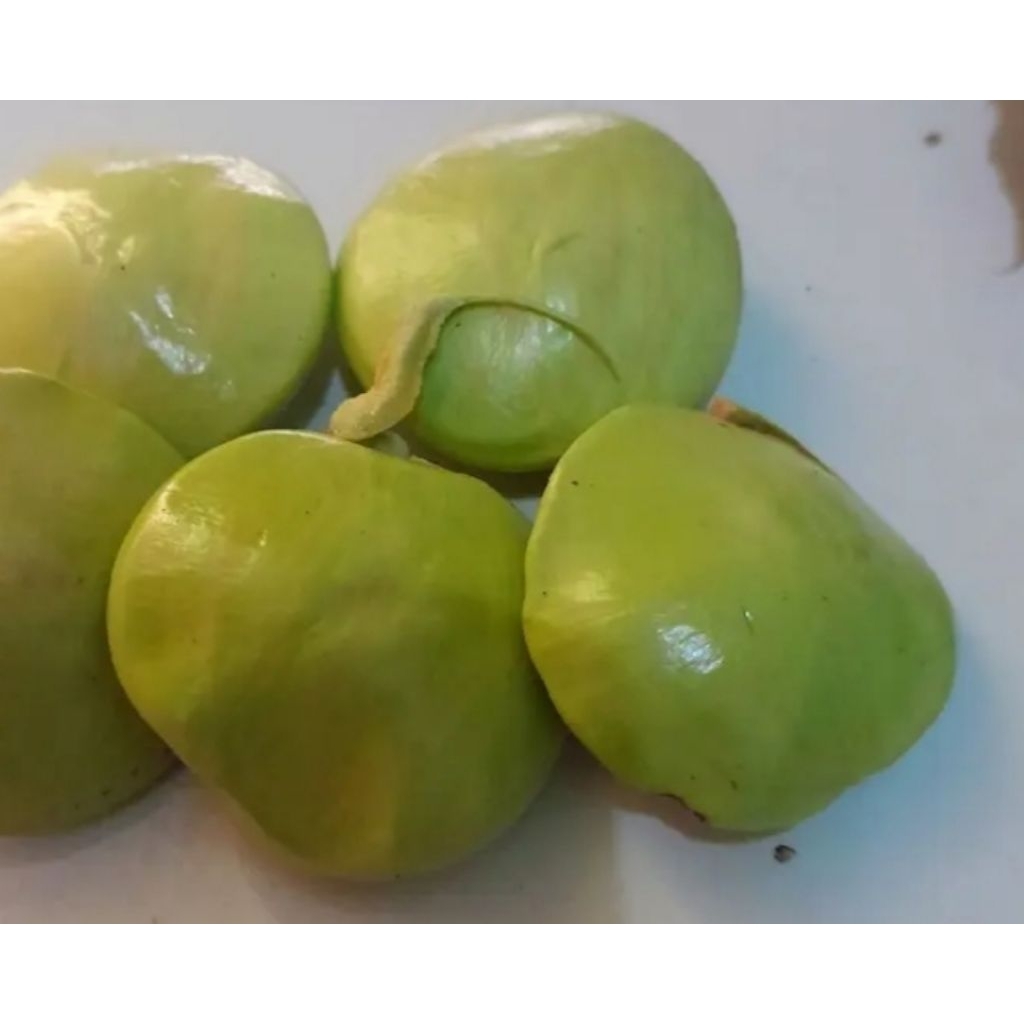 

Jengkol muda lalapan golotok