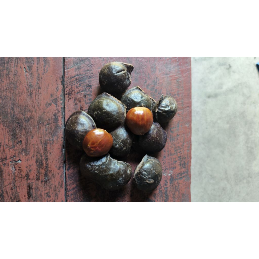 

Jengkol Kualitas joss