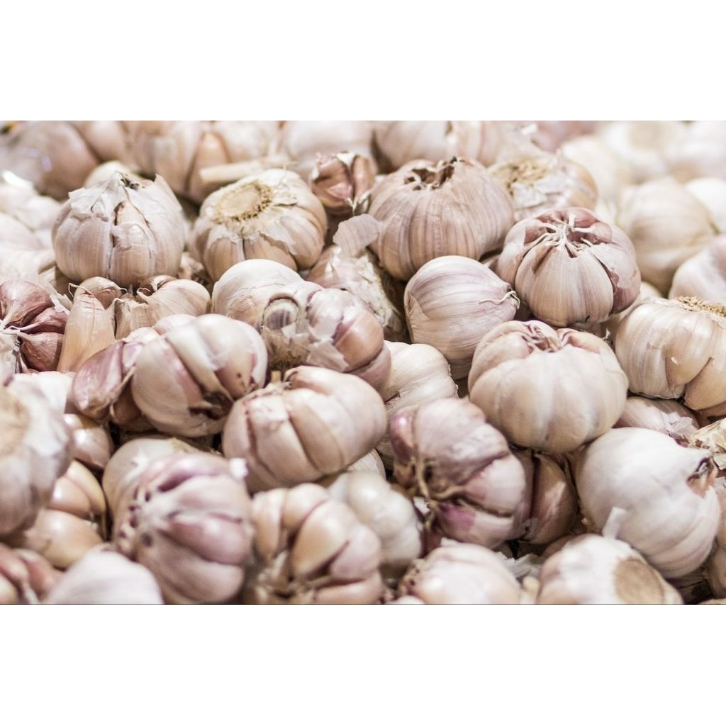 

Bawang Putih Kating Super 1 ons - 1 kg