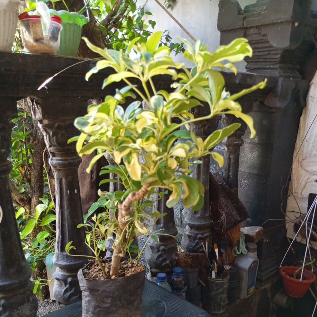 Wali Songo Variegata