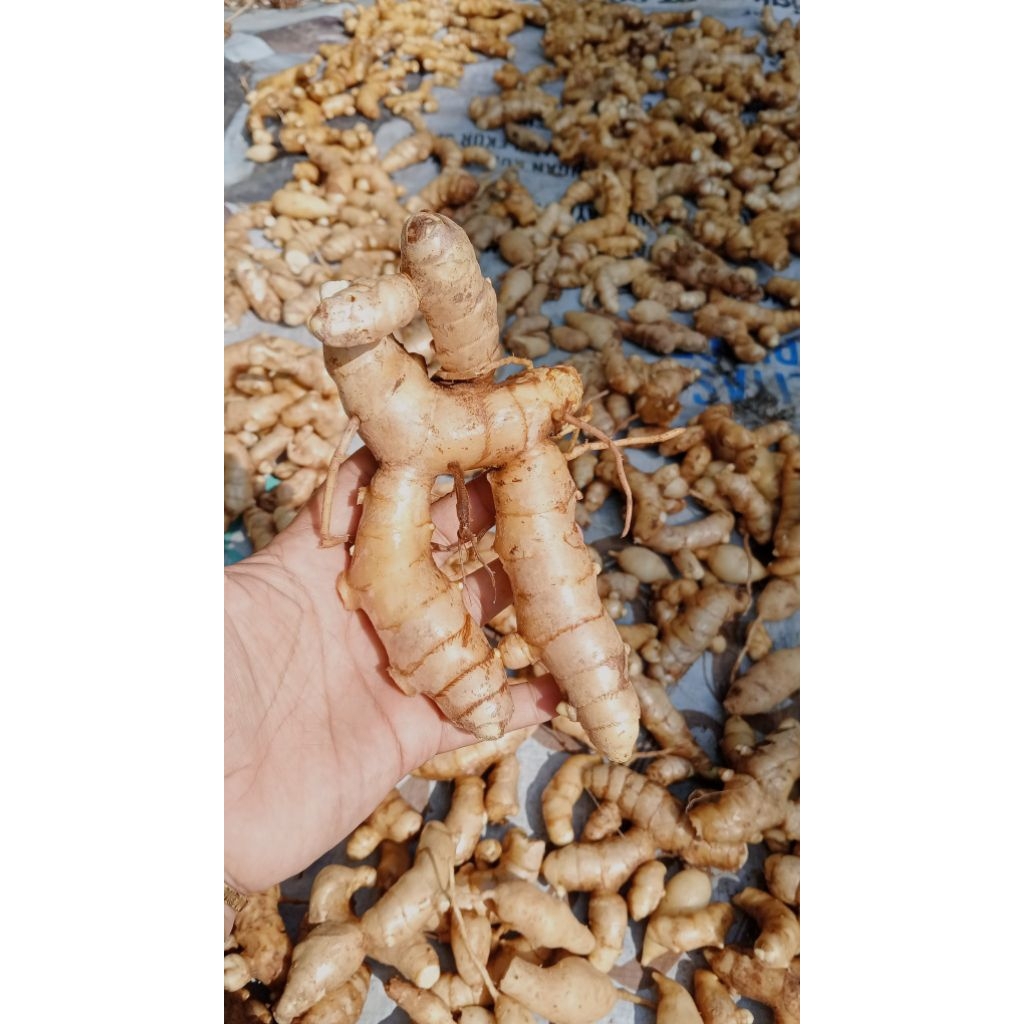 

kunyit putih segar 1 kg