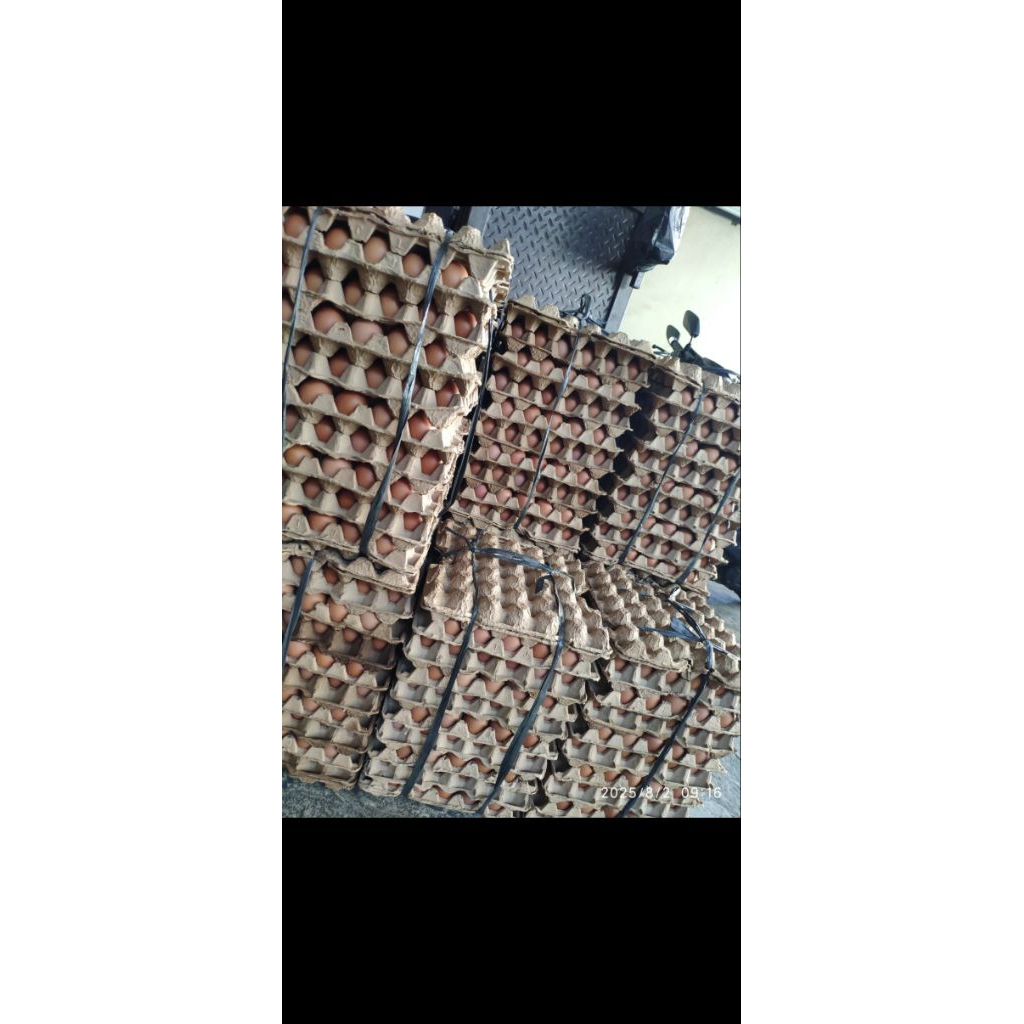 

telur ayam negri lokal premium berat bersih 14,5kg