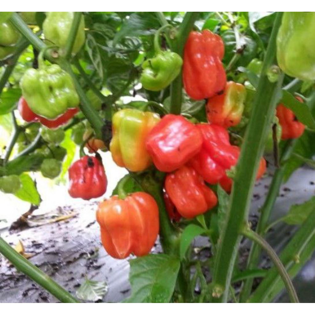 Tanaman bibit cabe katokkon atau bibit cabe carolina toraja siap berbuah