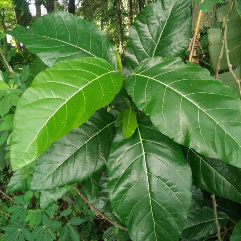 

Daun Awar awar fresh petik ketika ada orderan