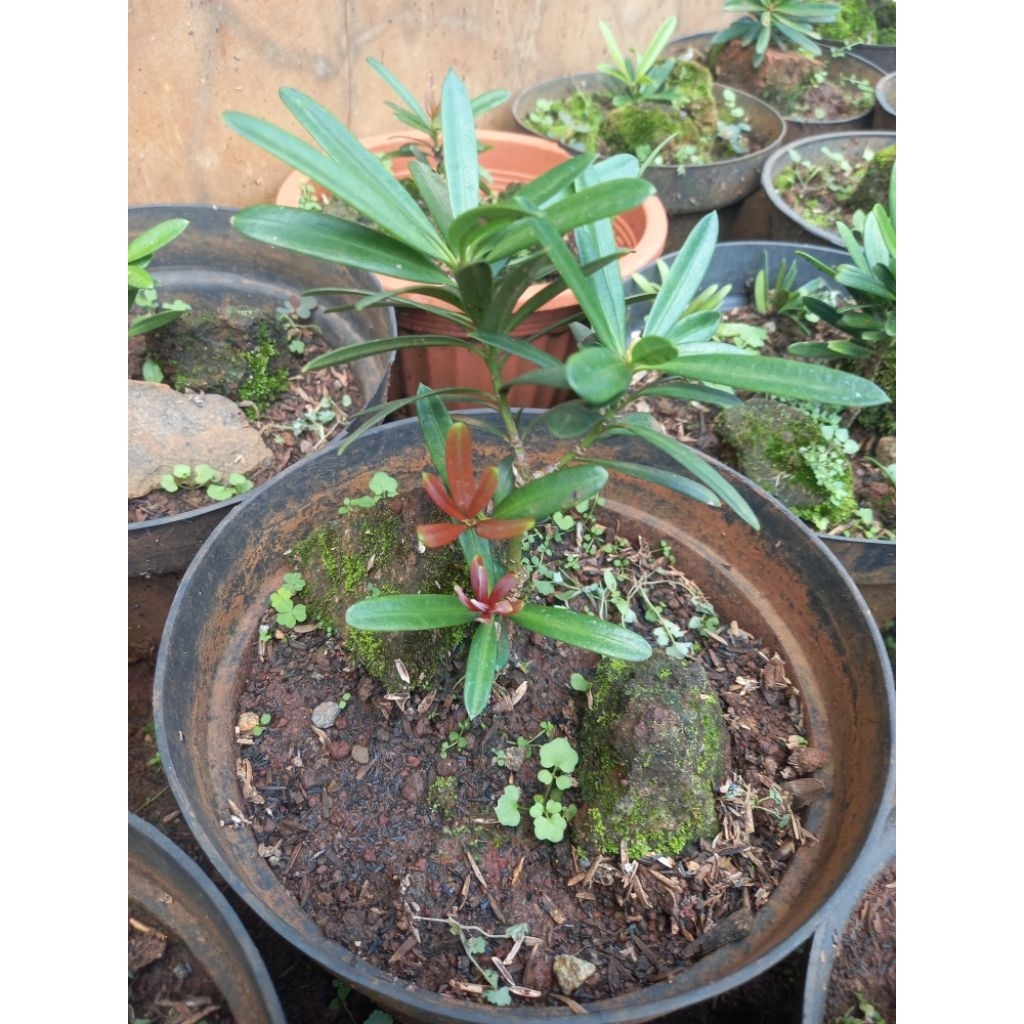 Paket 3 pohon bonsai lohansung pucuk merah import