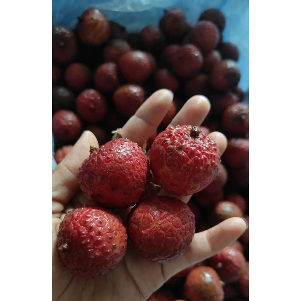 

LECI MERAH SUPER BESAR Segar UK.1kg