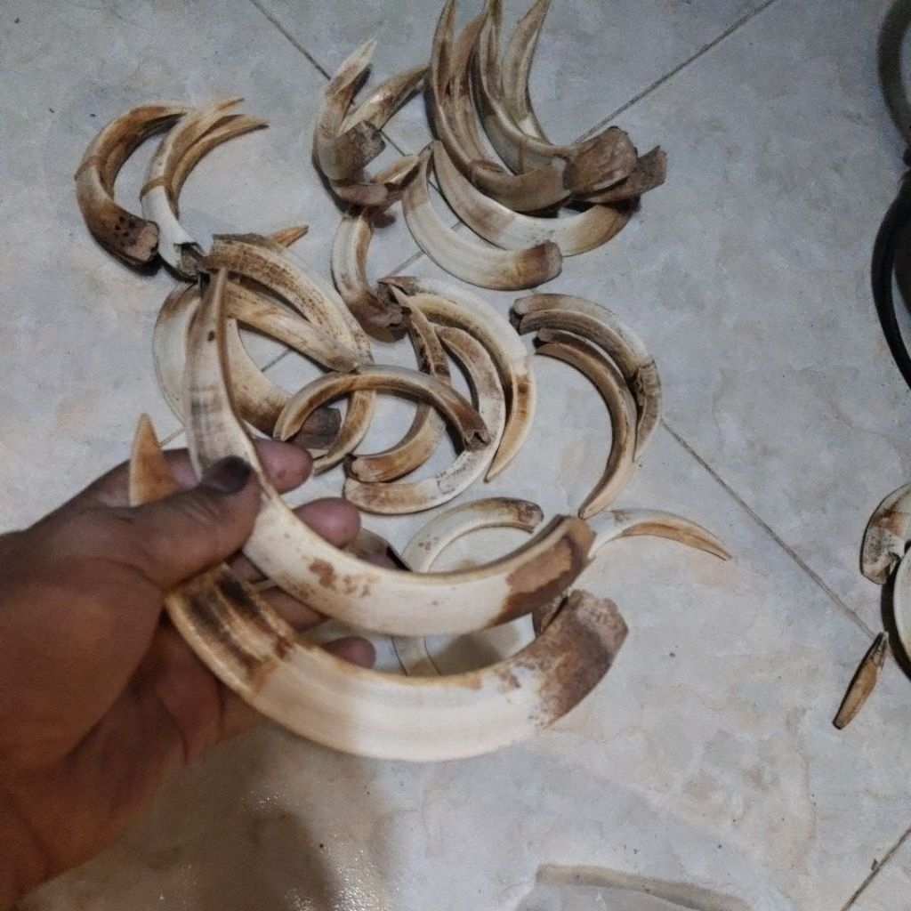 

taring babi asli bukan replika