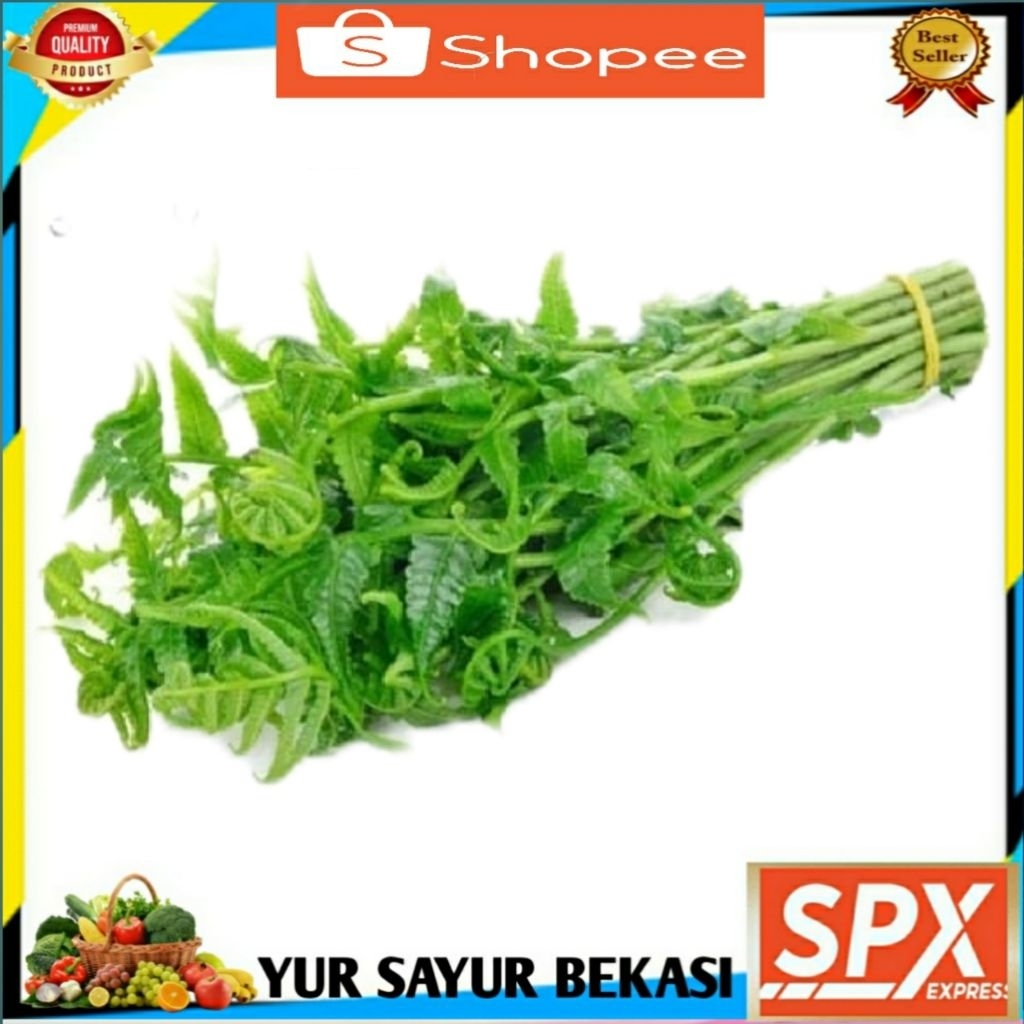 

Sayur Pakis/Daun Pakis Segar ( 1 ikat).