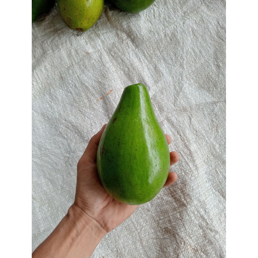 

alpukat mentega lokal/1kg isi 3-4 dominan 4/fresh/fi kirim mentah