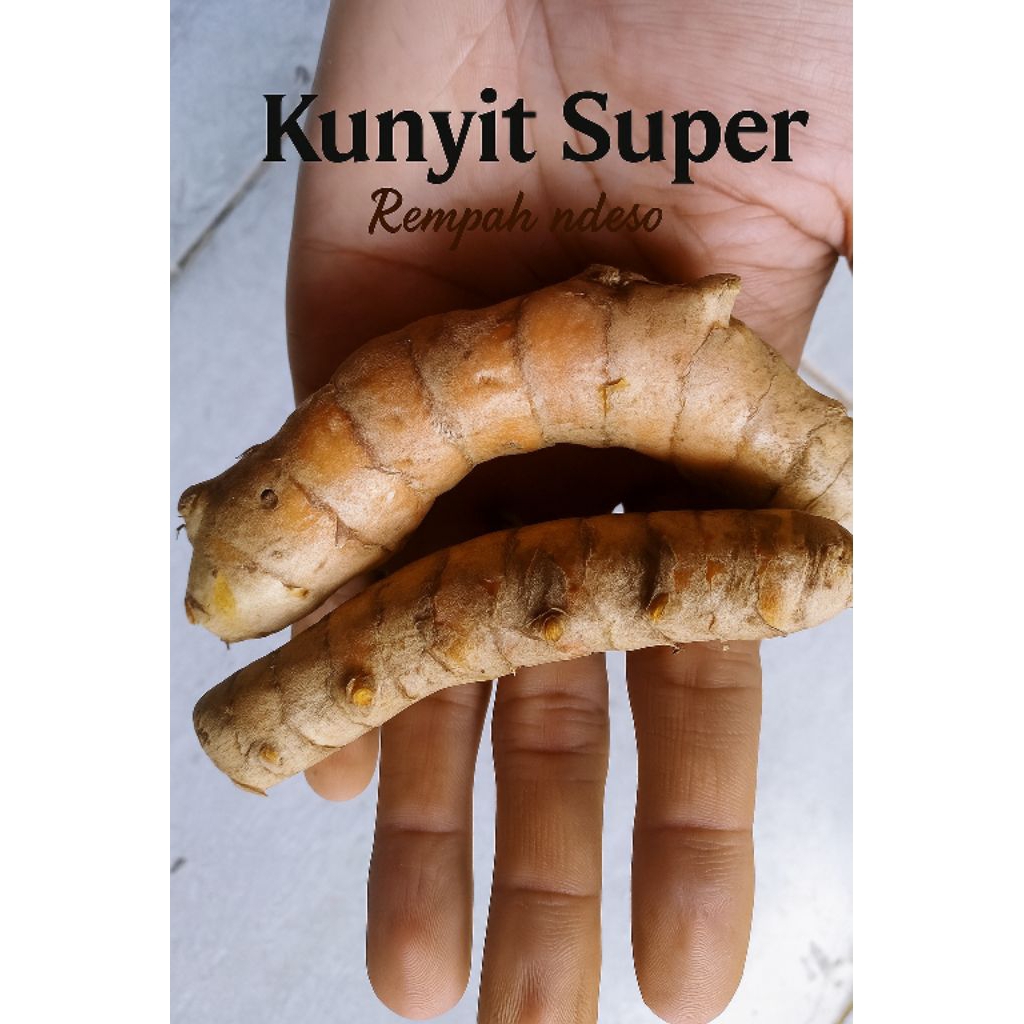 

“Kunyit Super Segar Murah 1Kg Asli Wonogiri | Bersih & Tanpa Rimpang|Rempah Herbal Alami untuk Jamu & Masakan”