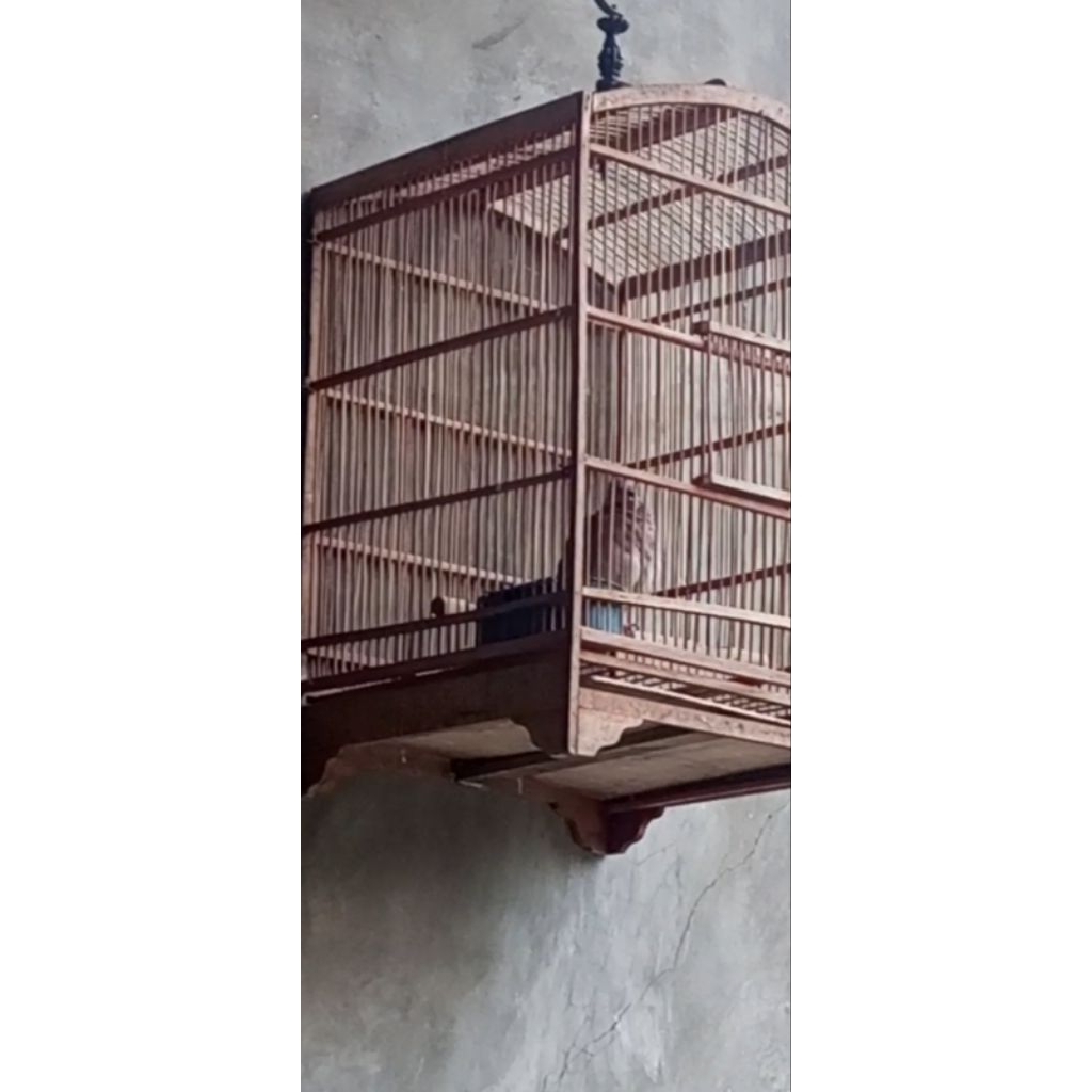 tekukur warna alam/wild kuk4,jantan