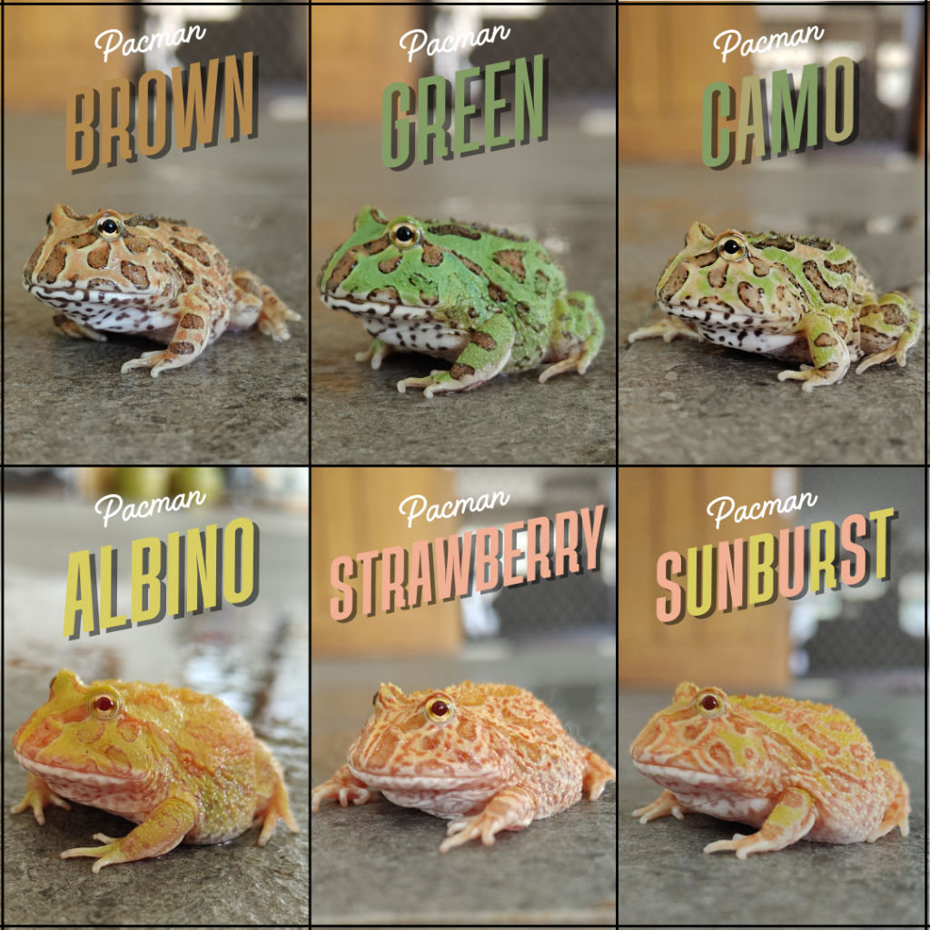 Pacman Frog | Kodok Pacman | Katak Pacman | Kodok Hias