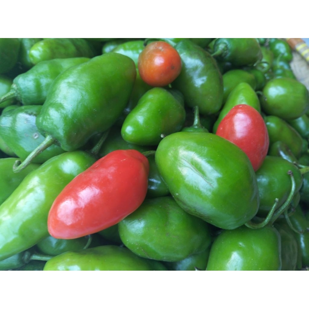 

Cabe Gendot Segar Isi 500gr - paket hemat buah/sayuran cabe gendot segar toraja