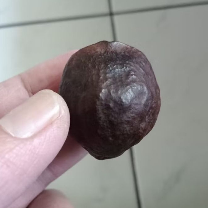 Muncang Adu Mayit Asmat Ori Matang