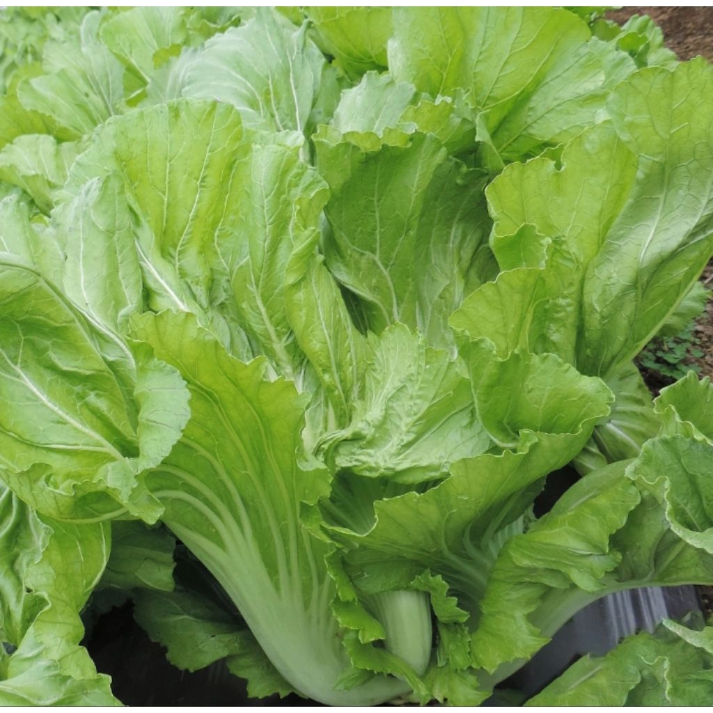 100 Benih Sawi Pahit Bibit Benih Biji Sayur Sawi Pahit Aneka Macam Benih Sawi Hidroponik